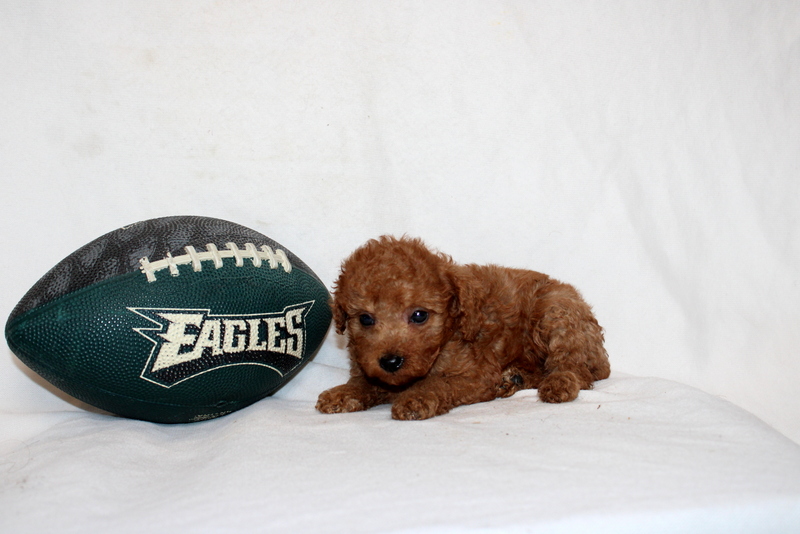 puppy, for, sale, Mini Poodle, Matthew B. Stoltzfus, dog, breeder, Gap, PA, dog-breeder, puppy-for-sale, forsale, nearby, find, puppyfind, locator, puppylocator, aca